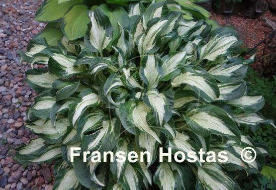 Hosta Allegan Fog